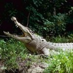 Krokodil
